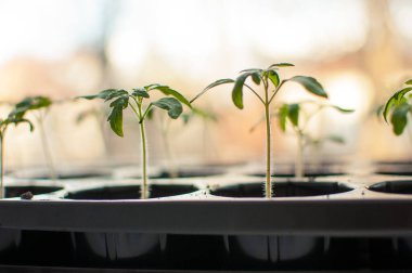 Bulanık kenarlı özel kaplarda domates fideleri