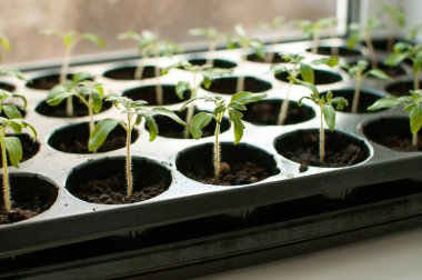 Bulanık kenarlı özel plastik bir kabın içinde domates tohumları.