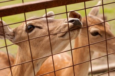 Bir geyik ağzını metal bir çite dayar.