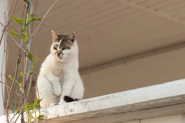 Bílá Kočka Hnědou Tlamou Sedí Pozadí Větví — Stock fotografie