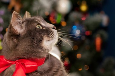 Kırmızı kurdeleli gri kedi, Noel arkaplanında yakın plan.