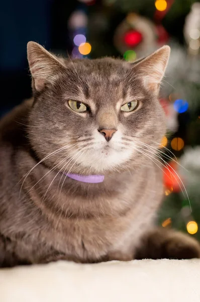Mor Yakalı Gri Kedi Bokeh Noel Dekorunun Arka Planında — Stok fotoğraf
