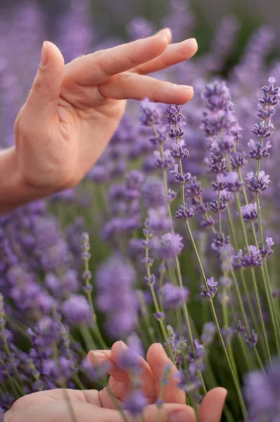 Manos Las Mujeres Primer Plano Tocando Flores Lavanda — Foto de Stock