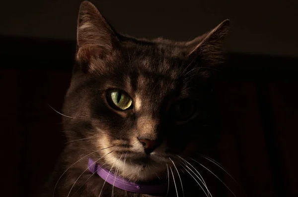 Focinho Gato Cinza Colarinho Escuro — Fotografia de Stock