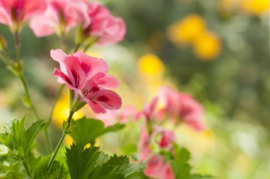 sardunya çiçekleri dikey olarak bulanık arkaplanlı