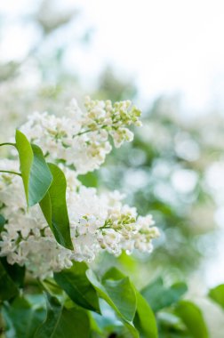 Yeşil bir çalılıkta, dikey olarak bulanık arkaplanı olan beyaz leylak çiçekleri.