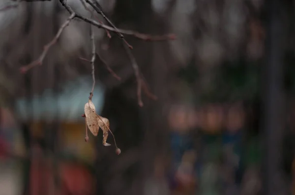 Autumn Dry Leaf Hangs Tree Branch Blurred Background — Stock Photo, Image