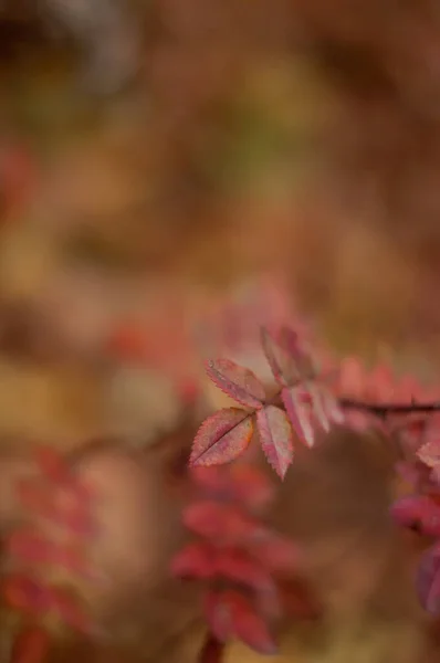 Rote Herbstblätter Auf Einem Zweig Mit Unscharfem Hintergrund Vertikalen Format — Stockfoto