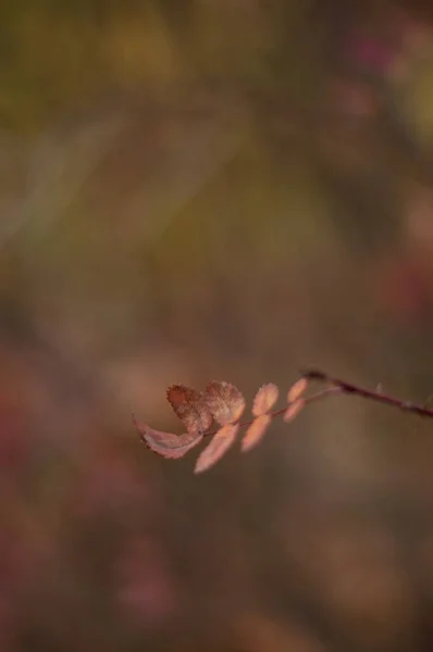 Braune Trockene Herbstblätter Hängen Einem Ast Mit Verschwommenem Hintergrund Einem — Stockfoto