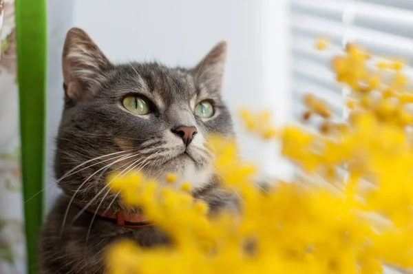Kočka Vedle Žlutých Květin Rozmazaným Pozadím — Stock fotografie