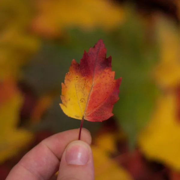 Een Klein Rood Geel Herfstblad Vingers Van Een Hand Met — Stockfoto