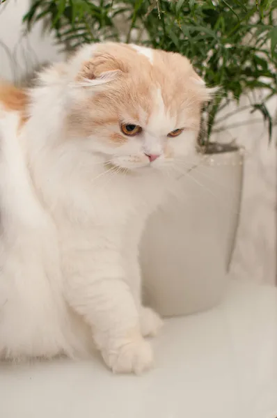 Gato Branco Vermelho Raça Dobra Escocesa Senta Contra Fundo Uma — Fotografia de Stock