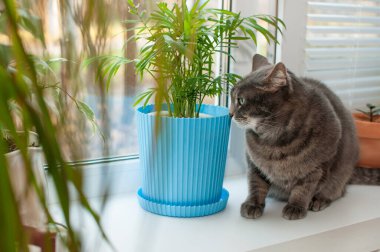 Gri bir kedi pencere pervazında yeşil bir saksı bitkisinin yanında oturuyor, arka planı bulanık.