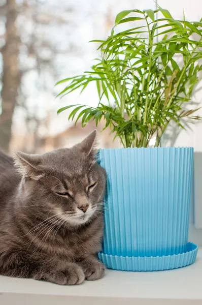 Seekor Kucing Abu Abu Sedang Duduk Ambang Jendela Sebelah Tanaman — Stok Foto