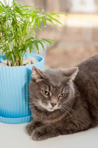 Grey Cat Sitting Windowsill Next Green Potted Plant — Stock Photo, Image