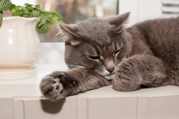 Gato Cinza Está Deitado Descansando Peitoril Janela — Fotografia de Stock