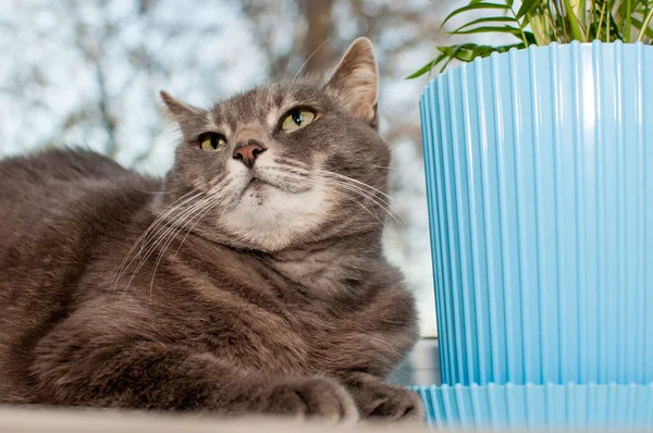 Grey Cat Sitting Windowsill Next Green Potted Plant — Stock Photo, Image