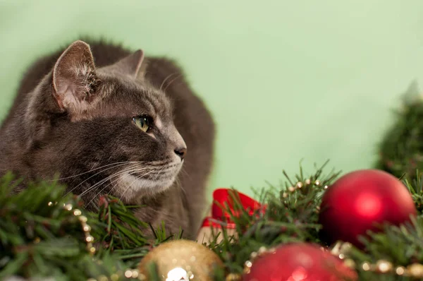 Gatto Grigio Siede Accanto Albero Natale Decorato — Foto Stock