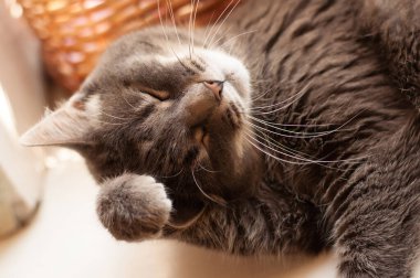 Gri kedi patileri açık uyur.