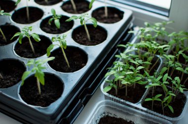 Zemin ile birlikte hücrelerde farklı türde domates filizleri