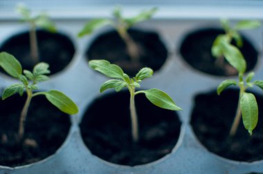 yeşil filizler domates filizleri zemin ile hücreler, bulanık bir arka plan