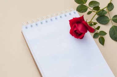 Kırmızı bir gül, temiz bir kağıdın yanında, arka planda bir yay üzerine uzanır.