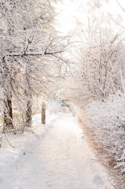 Karla kaplı bir yol karların arasındaki ağaçlar arasında