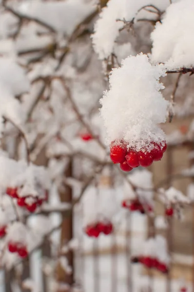 Bacche Viburno Nella Neve Uno Sfondo Sfocato — Foto Stock