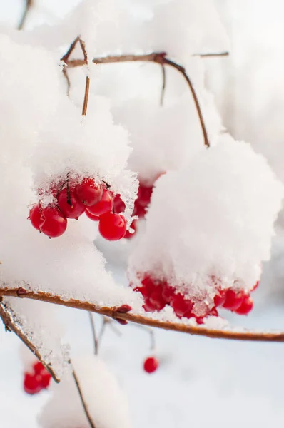 Viburnum Bär Snön Suddig Bakgrund — Stockfoto