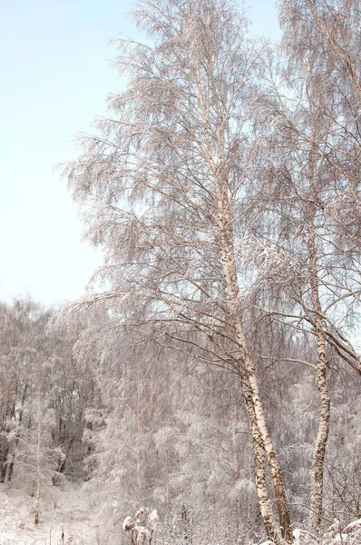 Зимний Пейзаж Деревьями Снегу Голубом Фоне Неба — стоковое фото