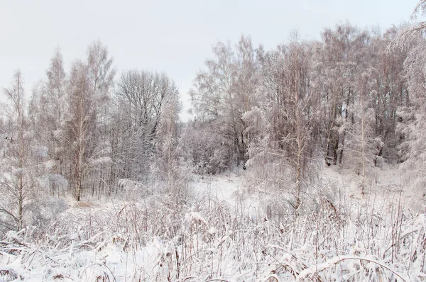 Зимний Пейзаж Деревьями Снегу — стоковое фото
