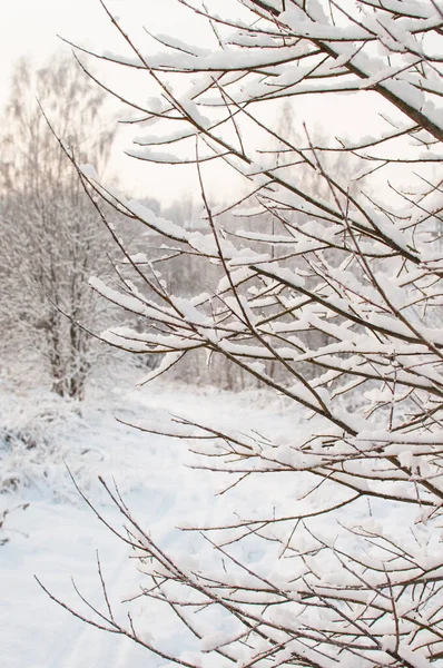 Зимний Пейзаж Деревьями Снегу Фоне Неба — стоковое фото