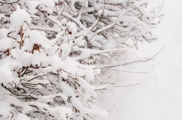 Cespugli Coperti Neve Nel Parco Uno Sfondo Bianco Sfocato Con — Foto Stock