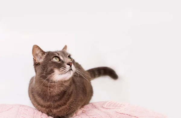 Gray Cat Lies Pink Blanket Looks White Background Place Text — Stock Photo, Image