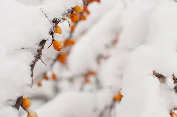 Bacche Olivello Spinoso Ramo Nella Neve Uno Sfondo Sfocato — Foto Stock