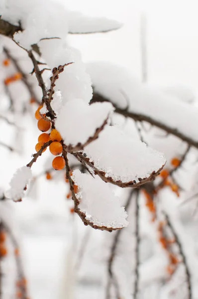 Bacche Olivello Spinoso Ramo Nella Neve Uno Sfondo Sfocato Formato — Foto Stock