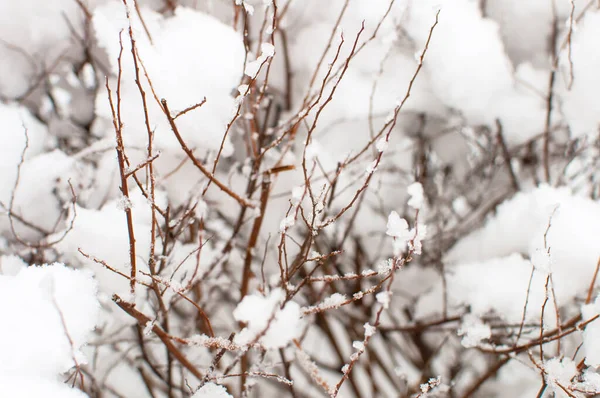 Rami Marroni Nella Neve Sfondo Solido — Foto Stock