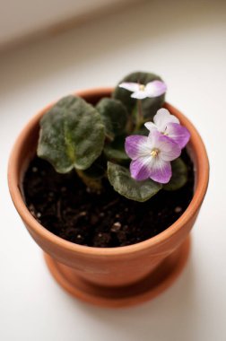 kil bir tencerede dikey arkaplanda beyaz-leylak menekşesi