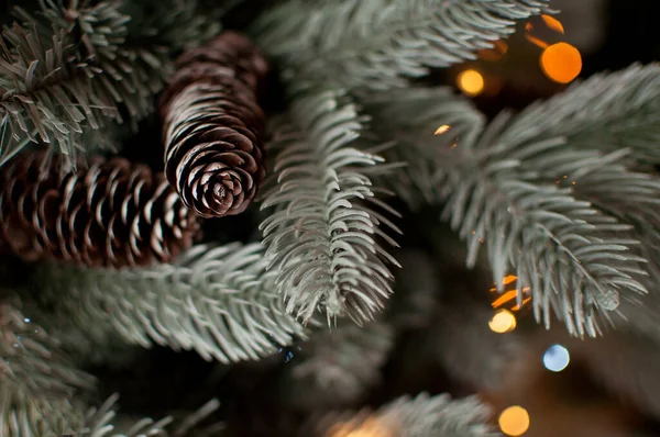 Cones Blue Spruce Side Blurred Background Place Text — Stock fotografie