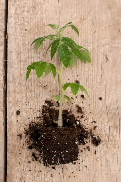 Tomatenzaailing Zonder Een Pot Met Aarde Een Houten Achtergrond — Stockfoto
