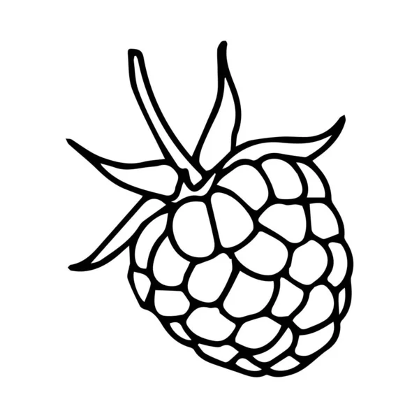 Hand Drawn Vector Raspberry — Stock Vector