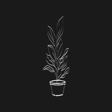 Ficus çiçeği, saksıya bitki koy.