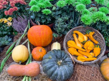 Saman üzerinde farklı türde bal kabakları. Renkli sebzeler ve çiçekler