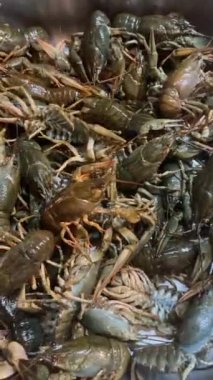 Canlı kerevitler birbirlerinin üstünde yatarlar. Büyük bir kerevit avı. Kerevit sesiyle. Mobil dikey video, 16: 9