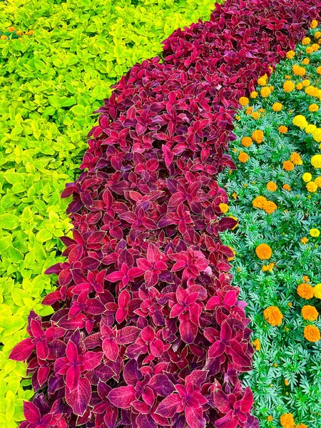 Fondo de flores, hibiscos y marigoldos — Foto de Stock