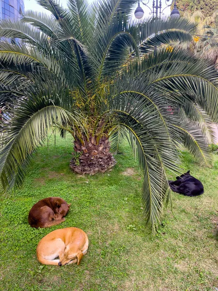 Üç köpek palmiye ağacının altında uyuyor.
