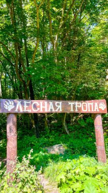 Güneşli bir günde orman, Rusça yazı - orman yolu, dikey fotoğraf