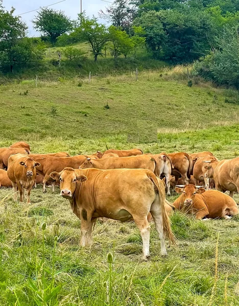 Yaz yeşili tarlasında sığır sürüsü, dikey fotoğraf