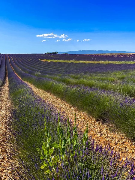 Valensole yakınlarındaki Fransız Provence 'ındaki lavanta tarlalarında bitmek bilmeyen kokulu çiçekler. Güneşli bir gün.