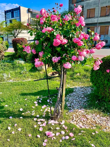 Pembe Çiçekli Gül Ağacı, yeşil çimlerde taç yaprakları